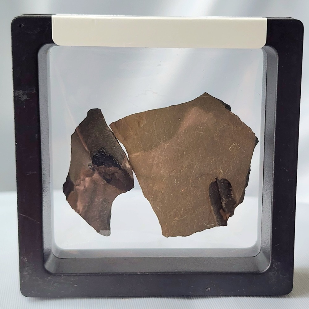 Unique Rare Carboniferous Coal Era Fossil From World Famous Union Chaple Mine OG